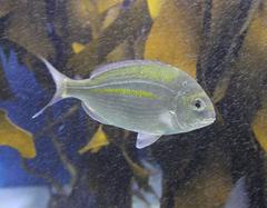 Rhabdosargus holubi