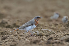 Red-Throated Thrush photo 2