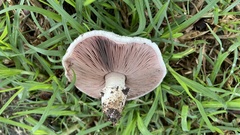 Agaricus