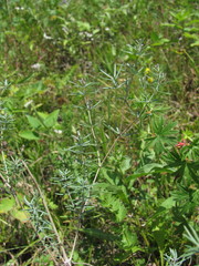 Galium xeroticum
