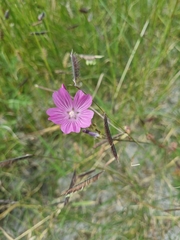 Sidalcea neomexicana