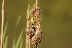 Hyperolius semidiscus
