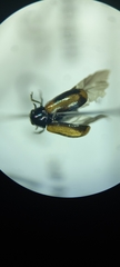 Chrysomelidae