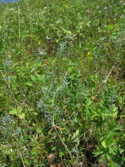 Galium xeroticum