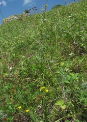 Galium xeroticum