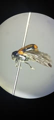 Chrysomelidae