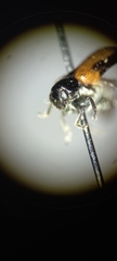 Chrysomelidae