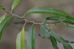 Salix irrorata