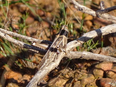 Cyrtacanthacris tatarica