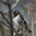 Black-throated Thrush - Photo (c) Sergey Pisarevskiy, some rights reserved (CC BY-NC-SA)