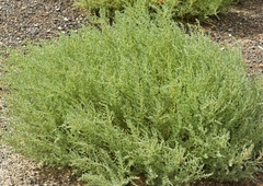 Halogeton sativus
