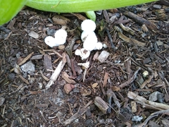 Leucocoprinus cretaceus