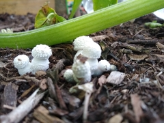 Leucocoprinus cretaceus