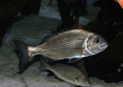 Sparodon durbanensis