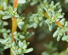 Halogeton sativus