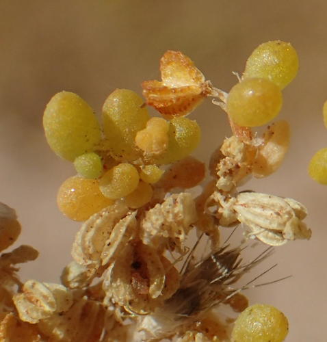 simple-leaved bean caper