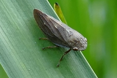 Aphrophora major