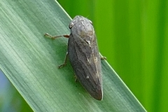 Aphrophora major