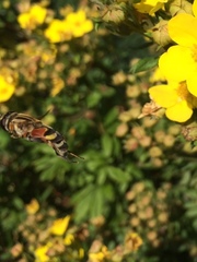 Helophilus trivittatus