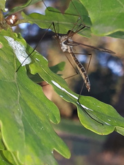Tipula lateralis