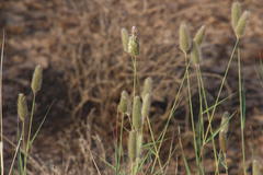 Fingerhuthia africana