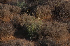 Fingerhuthia africana