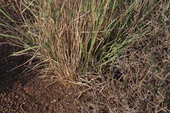 Fingerhuthia africana