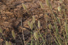 Fingerhuthia africana