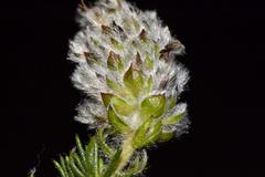 Aspalathus globulosa