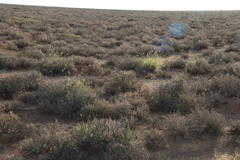 Fingerhuthia africana