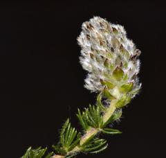 Aspalathus globulosa