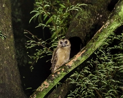 Strix leptogrammica