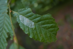 Phyllonorycter esperella