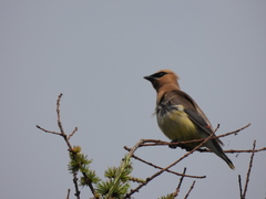 Bombycilla cedrorum image