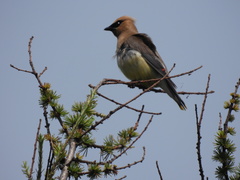 Bombycilla cedrorum image