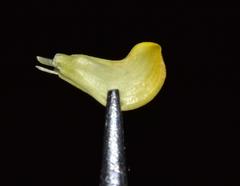 Aspalathus juniperina juniperina