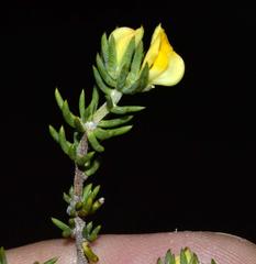 Aspalathus juniperina juniperina