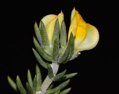 Aspalathus juniperina juniperina