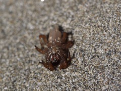 Aptostichus miwok