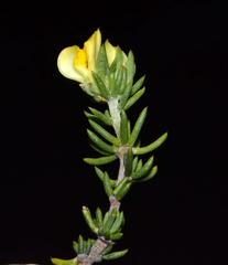 Aspalathus juniperina juniperina