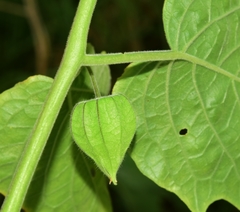 Physalis peruviana