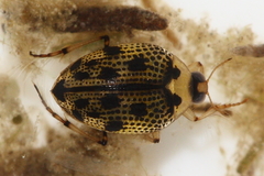 Peltodytes edentulus