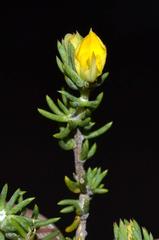 Aspalathus juniperina juniperina