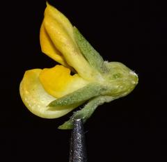 Aspalathus juniperina juniperina