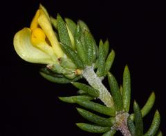 Aspalathus juniperina juniperina