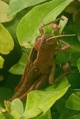 Acrididae