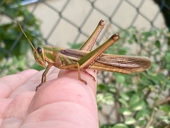 Schistocerca pallens