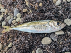 Trachurus