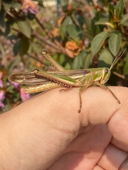 Schistocerca pallens