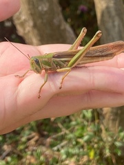Schistocerca pallens